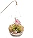 Bliss Gardens Air Plant Terrarium with Rose Quartz - 7