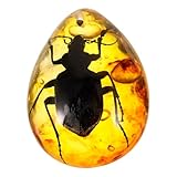 Spécimen d'insecte – facile à utiliser, vous pouvez décorer vos bijoux rapidement et simplement, original et pratique, artisanat décoratif en ambre