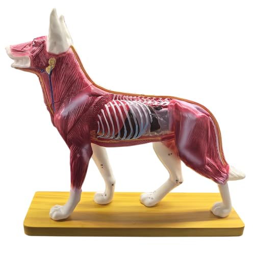 Dog Anatomy Model with Acupuncture Points and Organ Details