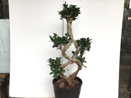 観葉植物 8号 ガジュマル」の人気商品一覧 | 安い商品を通販サイトから