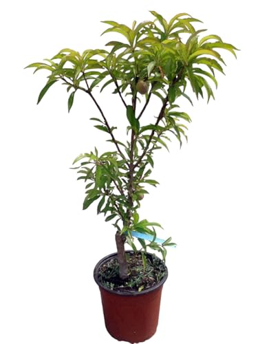 Planta natural Frutal Enano Melocotonero injertado. Melocotón. Altura 60-70 cm. Ideal para cultivar en maceta y decorar terrazas o jardines pequeños. Segura Garden