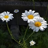 Semi di piretro, Piretro Cinerariifolium, da giardino roccioso resistenti semi di selvatici serre 150pcs