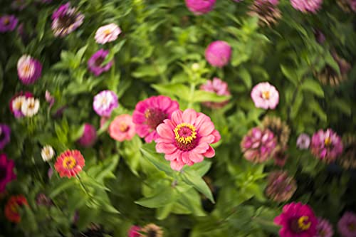 Lensbaby LB di 8 F Trio 28 per collegamento Fuji X...