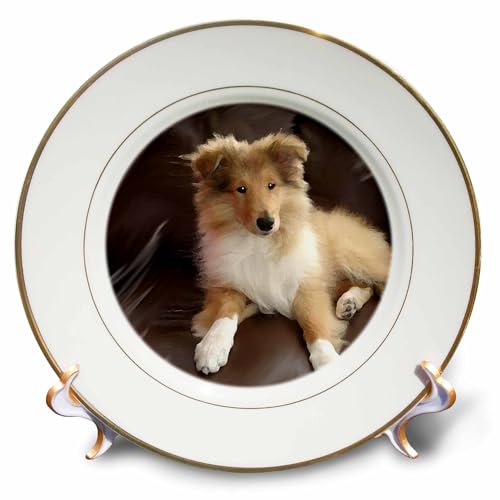 3dRose cp_4546_1 Rough Collie Puppy Porcelain Plate, 8-Inch