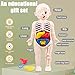 Imagen de Modelo de Cuerpo Humano para niños 7x4 Modelo de anatomía Órganos Cuerpo Humano Desmontable ABS Sin Rebabas Juguetes científicos Anatomía educativa para niños Mayores de 3 años