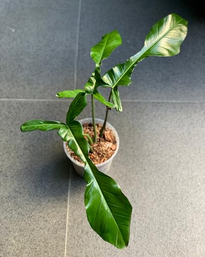 Philodendron Joepii – Rare Tropical Climber | Unique Elongated Leaves