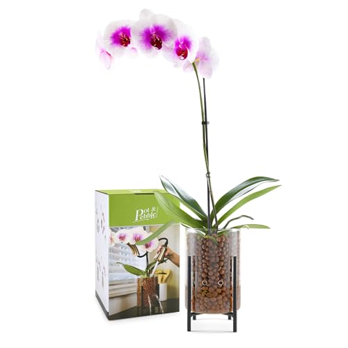 Pot & Pebble C8 Glass Propagation Station