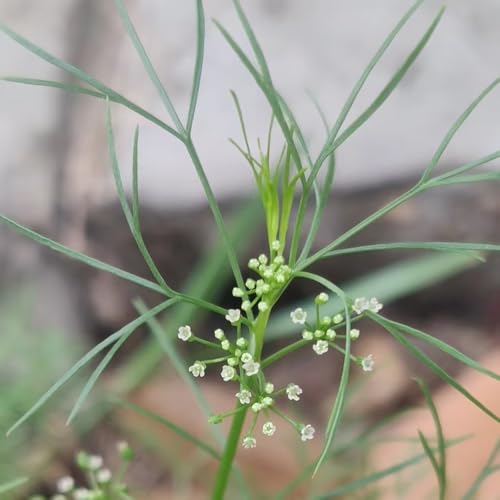 Semi di cerfoglio, Chaerophyllum villosum, prodotti sostenibili perenni balcone con aiuola di resistenti da giardino roccioso 300pcs