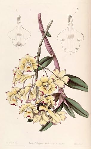 Tableaux sur toile Dendrobium Sanguinolentum ZHAOSHAN art moderne 60x90cm