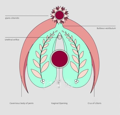Modèle clitoris doré 3D pour thérapie et démonstration médicale