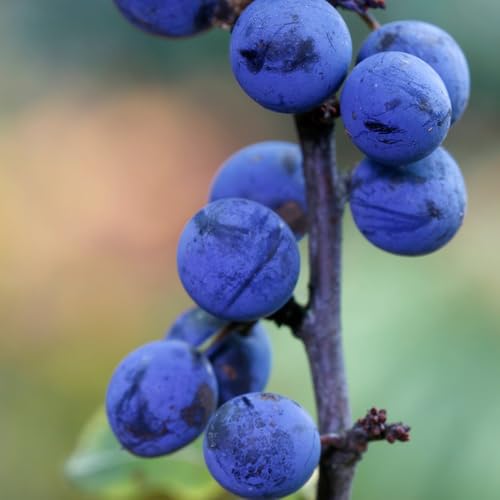 semi di prugnolo prugnolo comprare da frutto da balcone frutto colonnare nani, resistenti esotico raro semi di vecchie varietà colonnari 10pcs