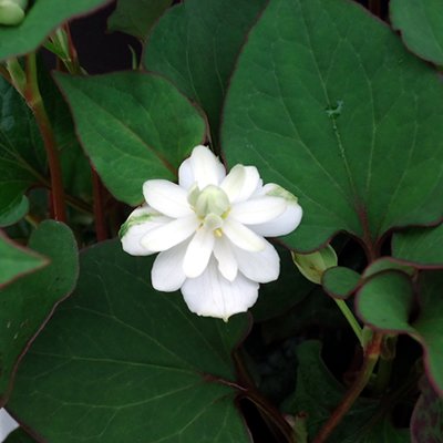 Amazon | 八重咲き 十薬(ドクダミ) 4号鉢植え 珍しい八重 | 花
