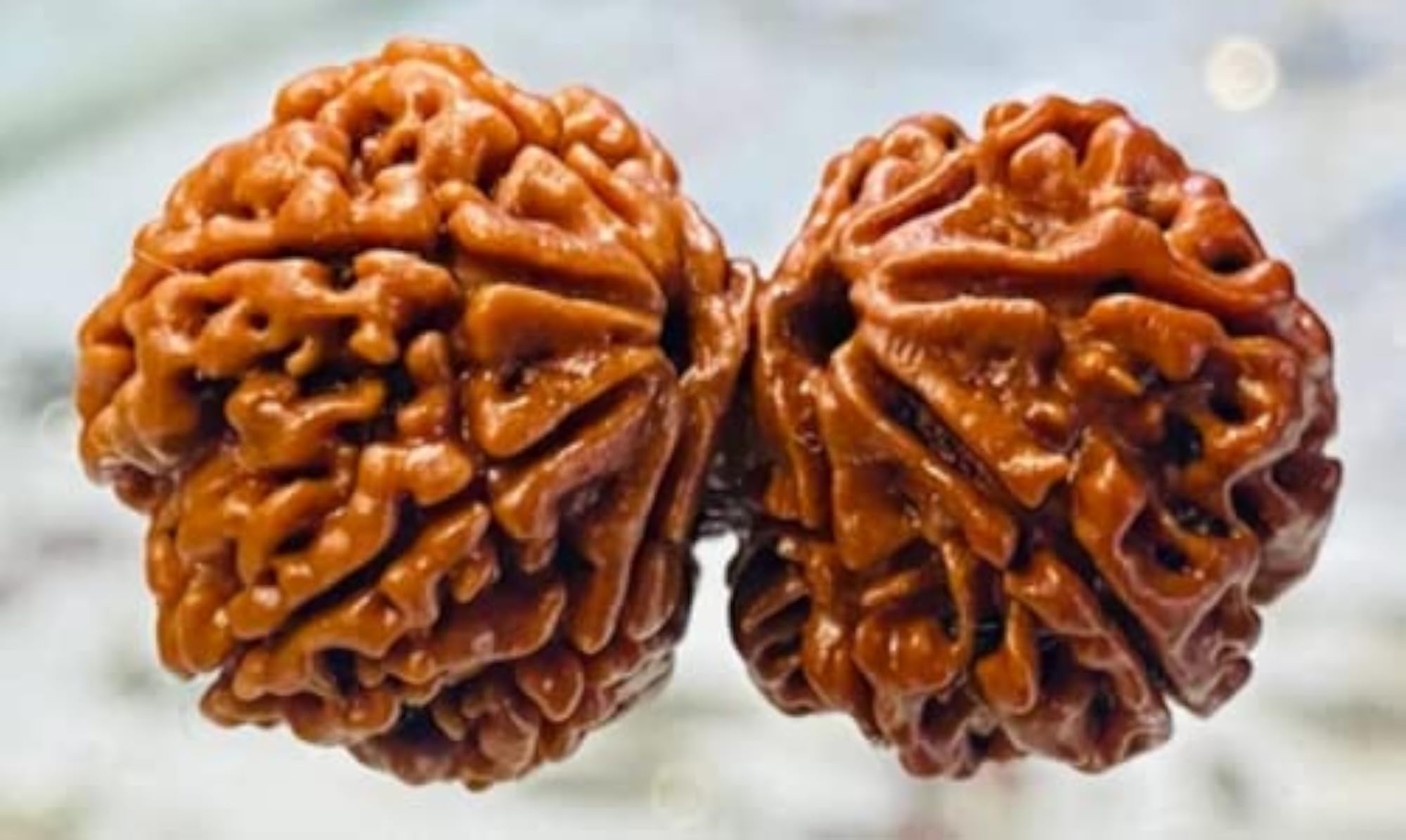 Gauri Shankar Rudraksha Pendant, Certified Original from Nepal