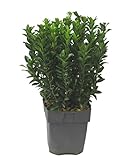 Euonymus japonicus 'GreenSpire' Japanspindel - winterharter, wintergrüner, Strauch- als Kübelpflanze - für Balkon, Terrasse, Garten, als Hecke
