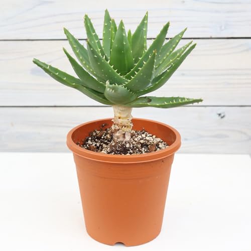 ϗtA AG s 5 1 A { ͂Ȃ݂ǂ