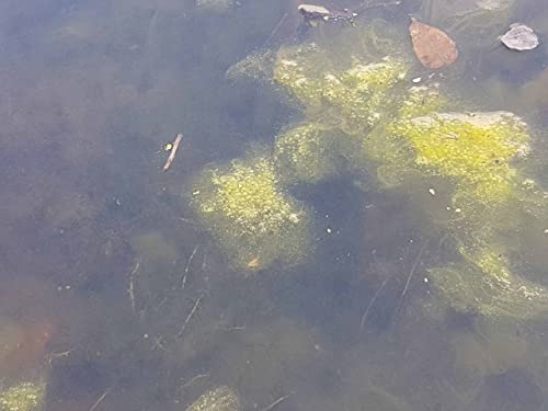 Removedor de lodo y limpieza para estanques Pond H2o 6000 gal miniatura 4