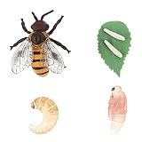 Cabilock Biene Lebenszyklus Insekten Wachstum: Biologie Wissenschaft Tiere Modell Spielzeug Kinderspielzeug Tierfiguren Kognitives Spielzeug für Kinder Lernspielzeug Mini Landschaft Deko