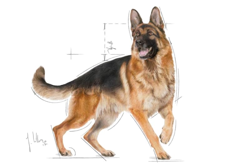 Amazon.co.jp: ロイヤルカナン ジャーマンシェパード 成犬・高齢犬用