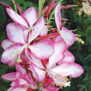 Gaura lindheimeri ‘Gambit Rose Bicolour’- Ready to Plant Out- Comes Back Every Year (Hardy) - Flowers from Summer to Autumn- Loved by Bees (Middleton Nurseries) (1 Litre(13cm Pot))