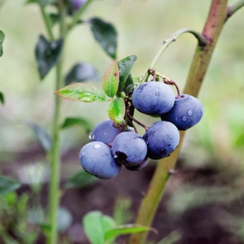 Blueberry 'Bluegold' Plant - Mid to Late Season Highbush Blueberry - Self-Fertile, Ornamental Fruit Shrub – 1x 9cm Potted Plants by Thompson & Morgan