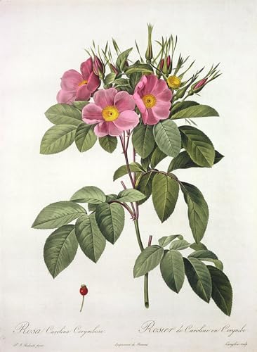 Pintura sobre lienzo Rosa Carolina de Pierre Redouté para decorar el salón con arte clásico