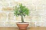  Pre bonsai di Albicocco selvatico (7)
