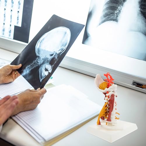 Vertèbre cervicale anatomique modèle médical en PVC blanc avec muscles