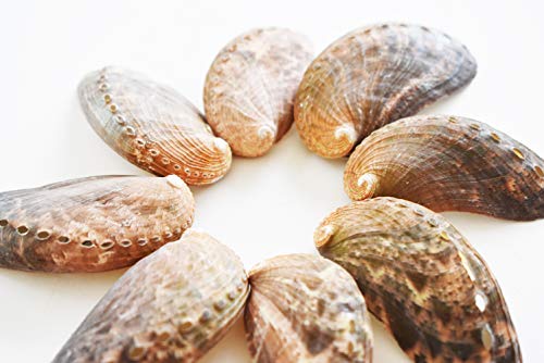 Bulk 50 Green Abalone Shells Seashell (Donkey's Ear) Haliotis Asinina Ocean Arts & Crafts