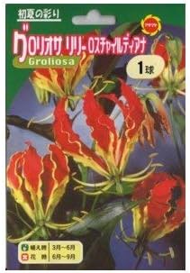 Amazon 春植え球根 グロリオサリリー ロスチャイルディアナ 赤に黄色 球根