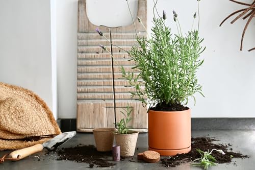 Fleur Du Bien Lavender Windowsill Planter Kit - All You