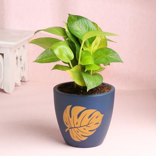 FlowerAura Live Money Plant In Blue Terracotta (Mitti) Pot For Gifting, Living Room, Balcony, Table Decor, Office & Home Decor | Air-Purifying Indoor Greenery (Same Day Delivery)