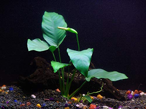 Java Fern Microsorum Pteropus And Anubias Var Nana Bundle | Low Light Beginner Live Aquatic Plant For Freshwater Aquariums #TOP2