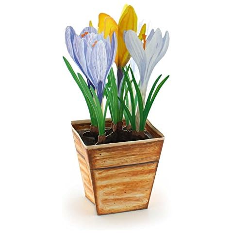 Carte pop-up crocus multicolores - Gollnow Paper Creations Cover
