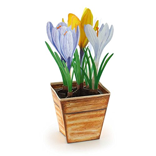 '"multicolores Crocus : Pop-up Carte/Carte pliable/3 D avec jolie Crocus – La carte de vœux idéale pour le printemps