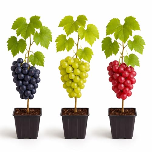 Grape Growers Plants Kit - 3 Live Grape Plants Red Green & Concord Varieties Healthy Fruit Vines Ready to Plant Grow Sweet Table Grapes at Home - Ship Bare Root