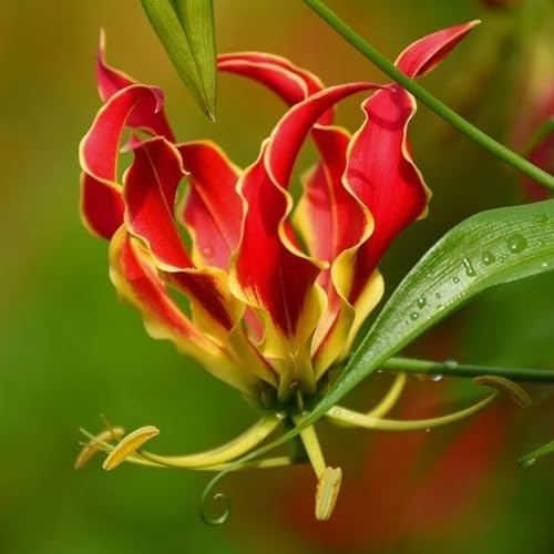 10bulbos de lirio de llama - jardinera, primavera raras, balcón, para lugares soleados, jardín acónito invierno, perenne resistente acónito