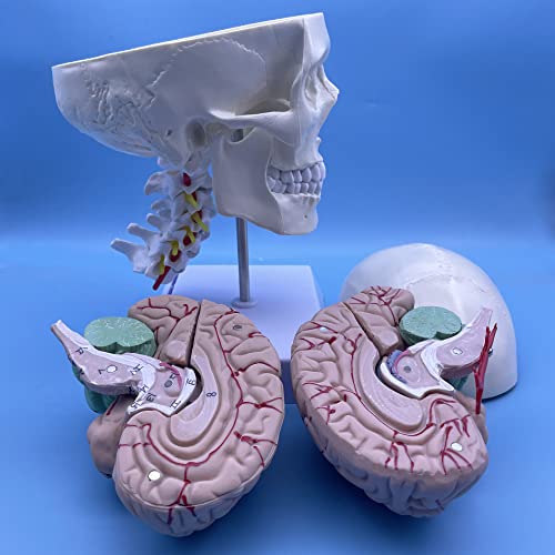 Image of Human Skull and Brain with Cervical Vertebra Anatomy Model, Life Size Anatomical Model for Science Classroom Study Display Teaching Model