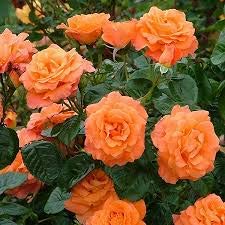 See full amazon price history chart for OXTIC Plant Live Orange Rose Plant Grafted Plant with Pot OXTIC Plant Live Orange Rose Plant Grafted Plant with Pot (B08XPN1QRD) Amazon Price History, Amazon Price Tracker