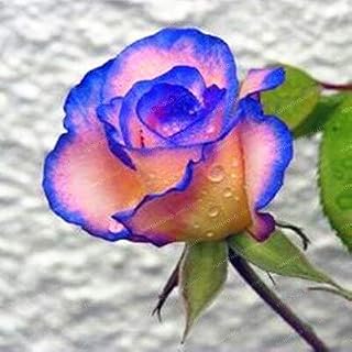 25 Farben Rare Rose Blumen Samen DIY Garten Supplie Hausgarten Staude Blumen Schöne Bonsai Pflanze 50 STK: Only Seeds