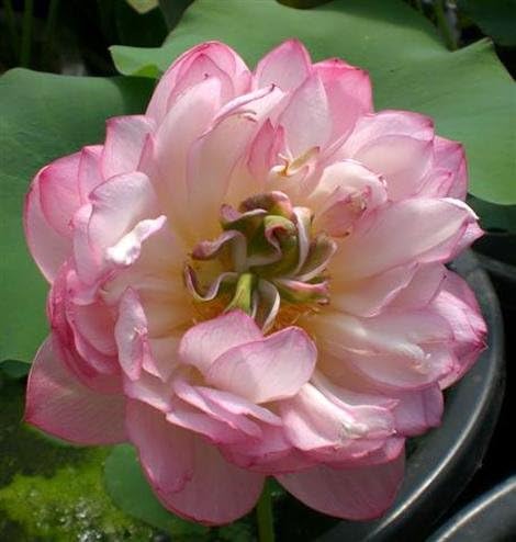 Image of Very Beautiful Rear All Season Pink Cloud Water Lotus(Pack Of-2) /Water Kamal /Water Lily Plant (TUBER) Original Hybrid Veriety Blloming With In 30 Days For Live Plant.