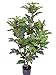 Produktbild artplants.de Set 2 x Künstlicher Feigenstrauch Aliya, 25 Früchte, grün, 115cm - Feigenbaum - Dekostrauch