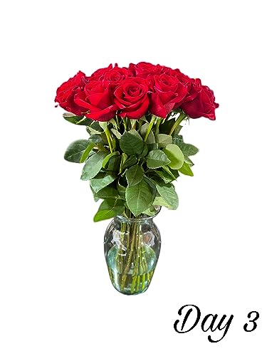 Boyacá Flowers Boyaca Flowers, 24 Stem Red Rose With Vase, Farm Fresh, Long Stem 50Cm thumb #3