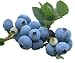 1 Duke Blueberry Plant - 2 Year Organic Grown - Ready for Spring Planting