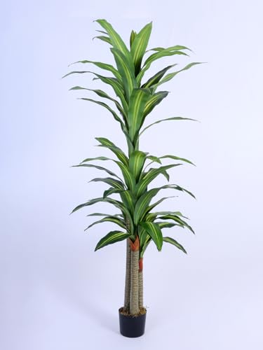 Image of ARICK DECOR 6Ft Artificial Dracaena Reflexa Tree in Pot, 6ft Realistic Faux Lush Green Silk Leaf Plant, Peacock Shaped Large Floor Decor for Home, Office & Balcony