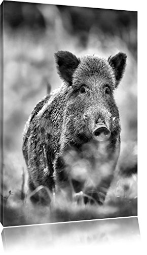 Pixxprint Wildschwein Auf Wiese ALS Leinwandbild/Größe: 100x70 cm/Wandbild/Kunstdruck/fertig bespannt