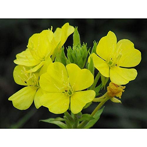 Common Evening Primrose - Blooms All Summer!! Mild Lemony Scent!!!!!!(25 - Seeds)