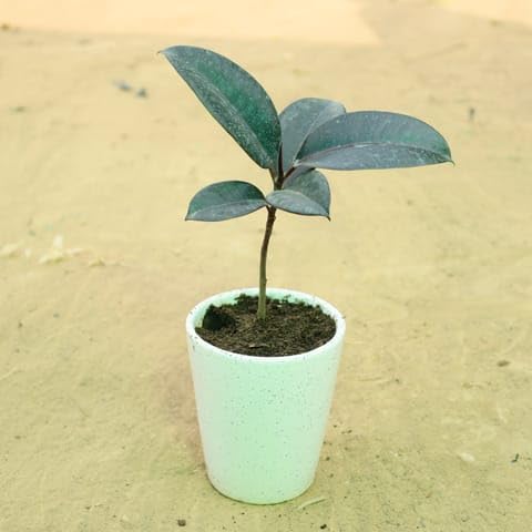 Plants Lucky Bamboo Lotus Bonsai Plant with POT | Indoor Live Plants for Living Room & Desk Decor | Feng Shui Plant| Pack Of 1 With Pot-image-33