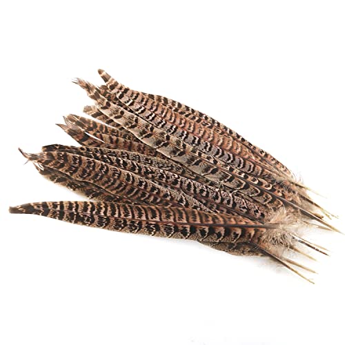 Natural Pheasant Tails ZZHXSM 15pcs Natural Color Natural Pheasant Feather Pheasant Tail 10-11.8 Inches Hat DIY Accessories Pheasant Feathers