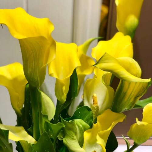 Bulbos de cala, bulbos de alcatraz, bulbos de jardín Zantedeschia aethiopica, regalos de jardinero Las de balcón son perennes resistentes 5pcs