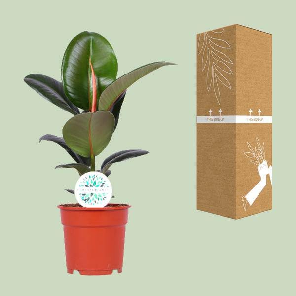 Gummibaum Ficus Elastica Robusta Zimmerpflanze Ø17 cm 55 cm